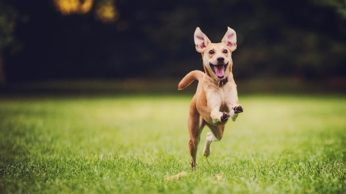 Pets de Estimação e Saúde Mental: Uma Conexão que Transforma Vidas